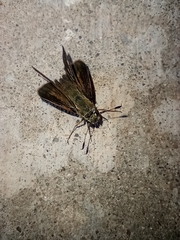 Hesperiinae