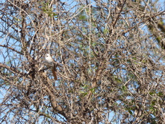 Cranioleuca pyrrhophia