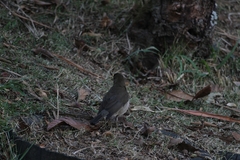 Turdus amaurochalinus