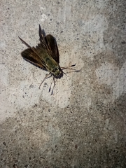 Hesperiinae