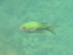 Neopomacentrus anabatoides