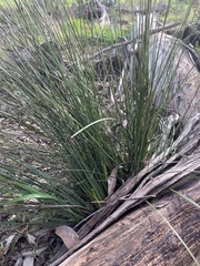 Xanthorrhoea minor lutea