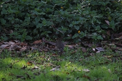 Turdus amaurochalinus