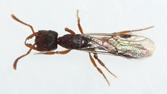 Stigmatomma pallipes