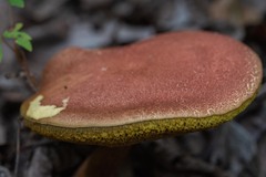 Aureoboletus flaviporus