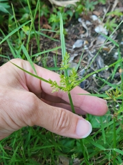 Cyperus