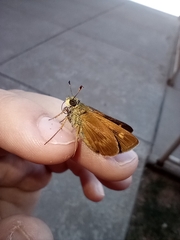 Hesperiinae