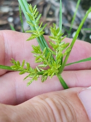 Cyperus