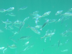 Caesio caerulaurea