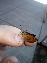 Hesperiinae