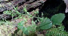 Neottia banksiana