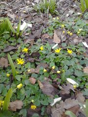 Ficaria verna bulbilifera