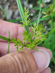 Cyperus