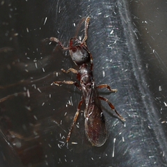 Stigmatomma pallipes