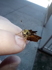 Hesperiinae
