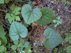Asarum caudatum