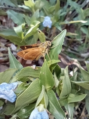 Hesperiinae