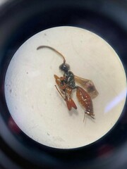 Ichneumonina