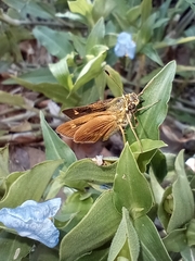 Hesperiinae