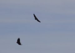 Buteogallus coronatus