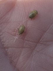 Clastoptera xanthocephala