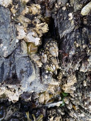 Pollicipes polymerus