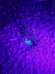 Vaejovis carolinianus