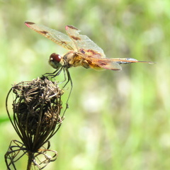 Celithemis elisa