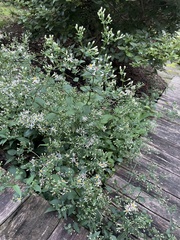 Eurybia