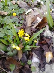 Ficaria verna bulbilifera