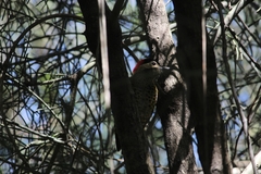 Colaptes melanochloros