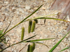 Carex pseudocyperus