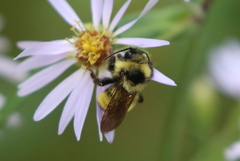 Bombus flavidus flavidus