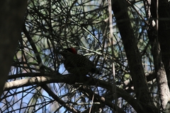 Colaptes melanochloros