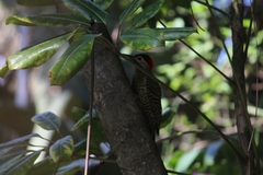Colaptes melanochloros