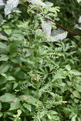 Phyllanthus