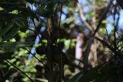 Colaptes melanochloros