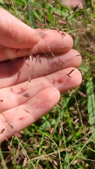 Eragrostis spectabilis