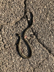 Thamnophis elegans elegans