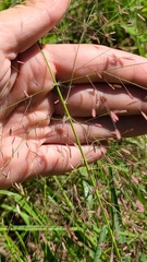 Eragrostis spectabilis