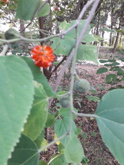 Broussonetia papyrifera