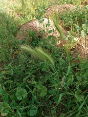 Hordeum murinum
