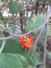 Broussonetia papyrifera