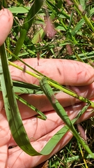 Eragrostis spectabilis