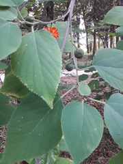 Broussonetia papyrifera