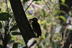 Colaptes melanochloros