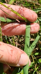 Eragrostis spectabilis