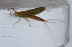 Potamanthus luteus