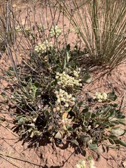 Eriogonum jamesii