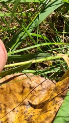 Eragrostis spectabilis